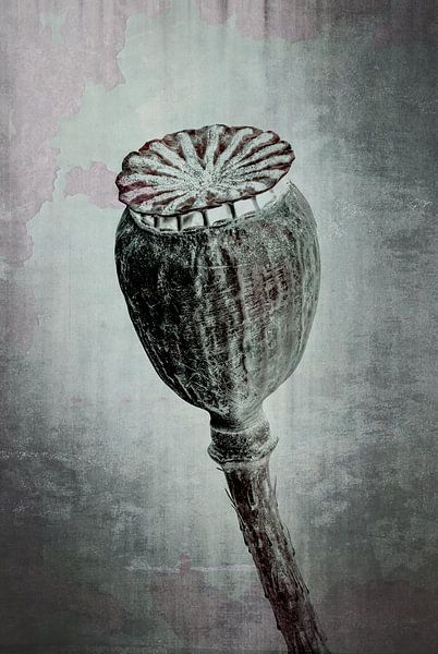 Mohn - Mohn rhoeas von Christophe Fruyt