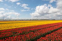 tulipes rouges et jaunes sur un beau fond de nuages