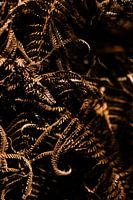 Whispers of the Forest