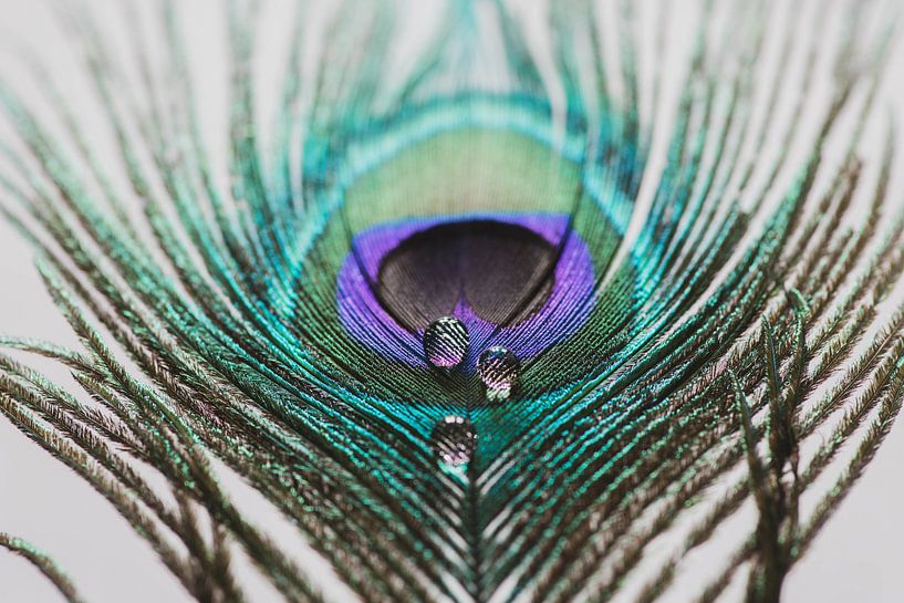 trois gouttes sur une plume de paon par Monique de Koning