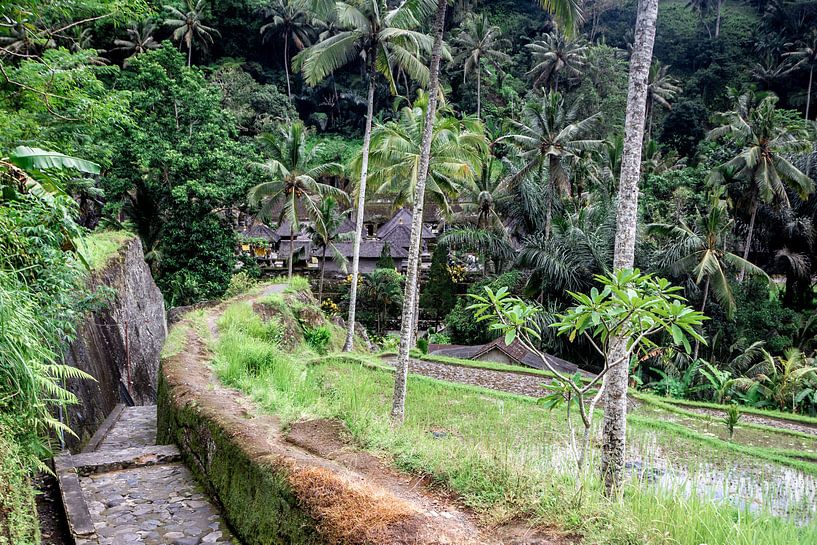 Road between the rice fields to the temples by Mickéle Godderis