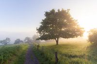 Soleil &amp ; brouillard