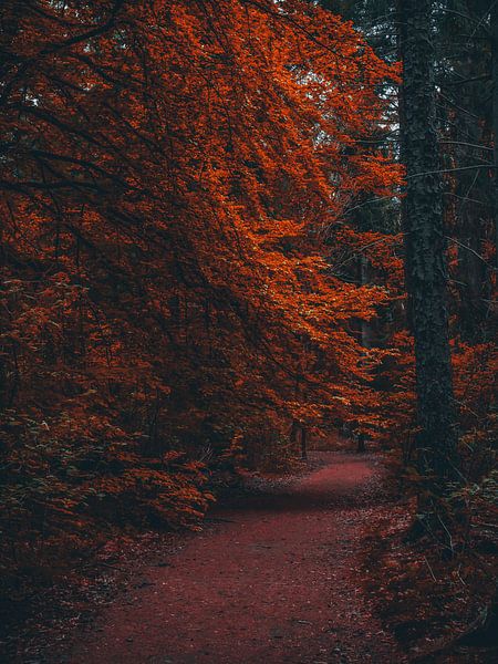 Herbst 2 von snippefotografie