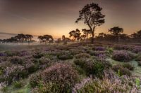 Sunrise Kalmthoutse Heide