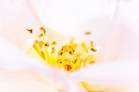 detail van een roos en haar meeldraden