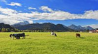 Grazing cows in front of picturesque mountain scenery