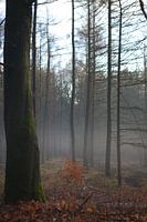 The forest in winter