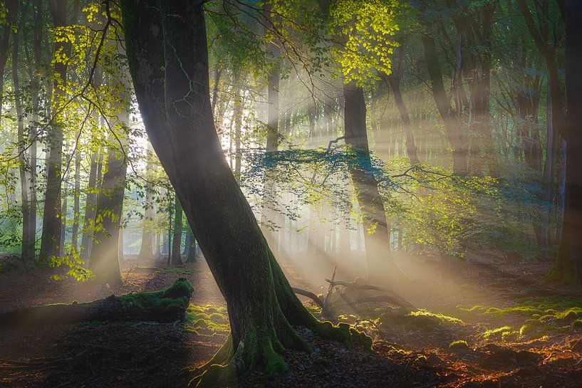 Das erste Licht von Bram de Jong
