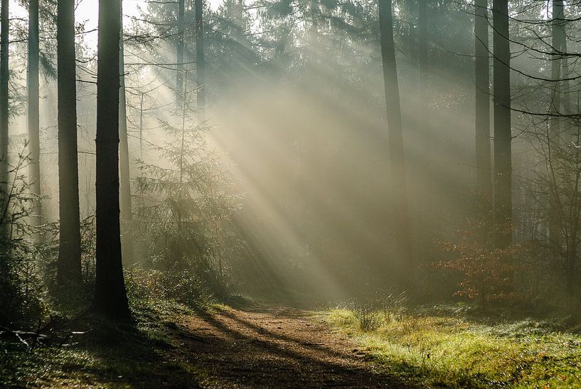 Pijnenburg, forêt brumeuse avec des rayons de soleil sur le chemin. par Martin Stevens
