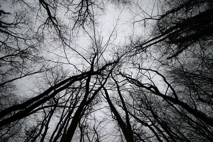 Veins of Nature by Roger Hagelstein