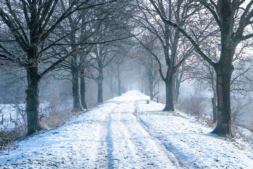 Avenue of Trees in the Snow Waalwijk von Zwoele Plaatjes