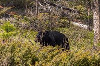 Amerikanischer Schwarzbär 1