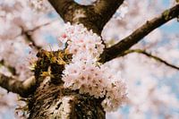 Cherry blossom in spring in the Netherlands