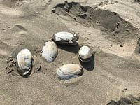 Shells