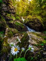 Beautiful waterfall in Steigbach ravine with daisies