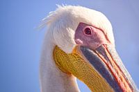 Portrait large white pelican
