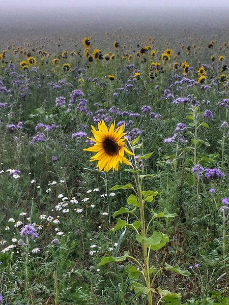 Sunflower by Andrea Meister