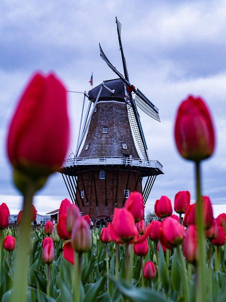 Tulip windmill by Milan Markovic