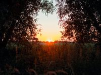 Sunset among the trees