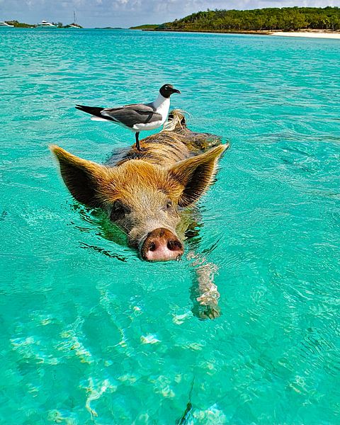 The Island of “PIG” van Truckpowerr