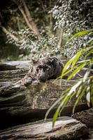 Black panther lurking