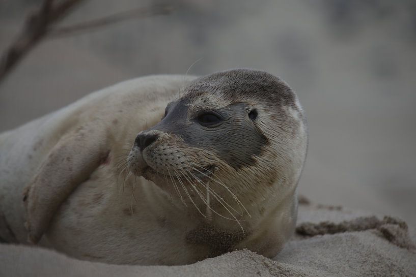 Zieke Zeehond by R Driessen