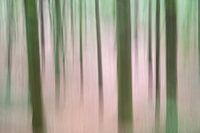 Arbres en mouvement - printemps 2018 - 2