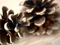 Détail pommes de pin