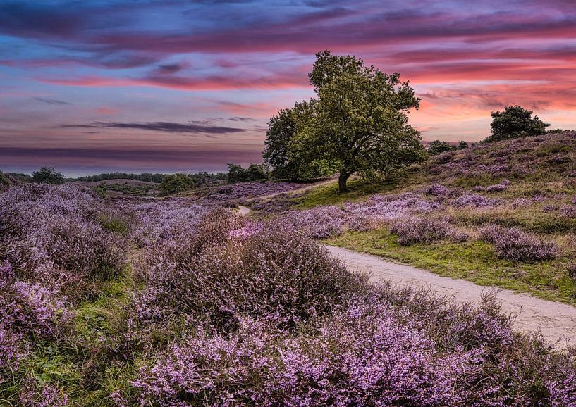 Flowering heather near the Posbank, the Netherlands by Rietje Bulthuis