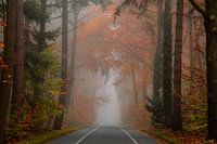 misty road