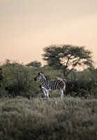 Zebra auf der Suche nach Löwen in Namibia
