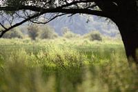 View through with fresh spring hues