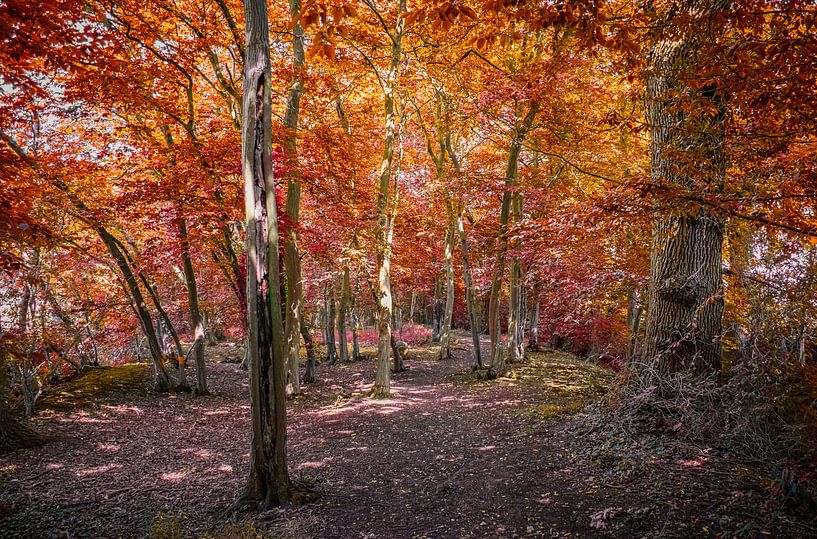 Herbst im Wald von Rietje Bulthuis