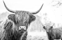 Scottish Highlanders dans la réserve naturelle de Jiltdijksheide (noir et blanc)