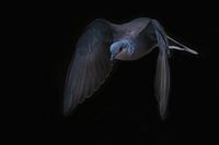 Zomertortel - ontsnappend aan de leegte