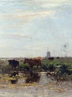 Vaches dans un marais avec des nénuphars