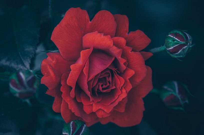 Red beauty by Steffen Gierok