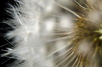 Dandelion up close
