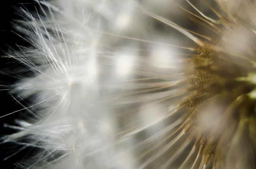 Dandelion up close by RB-Photography