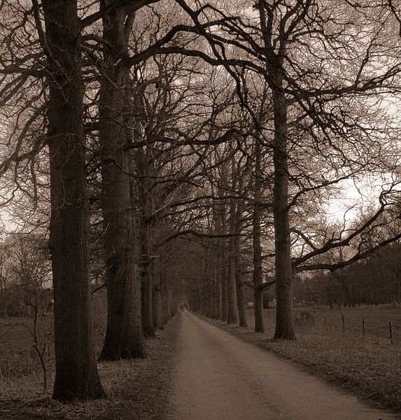 Weg in het bos von samantha vos