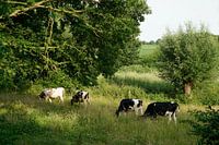Kühe in der Landschaft