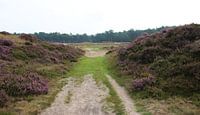 Heide landschap in Nederland