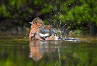 Unechtes Finkenkraut