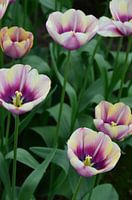 Tulipa at the end of the rainbow