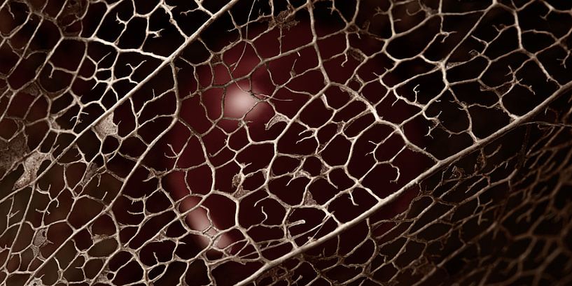 Panorama einer orangefarbenen Beere, die in einem  von Marjolijn van den Berg