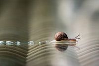 Schnecke im schönen Herbstlicht....