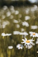 Close-up nature photo of wild daisies in South Limburg | Nature Photography
