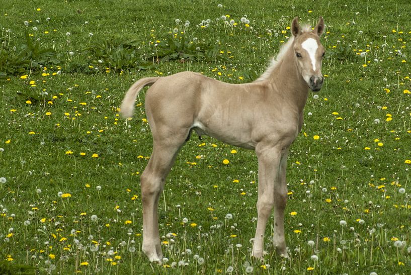 The foal by Norbert Sülzner