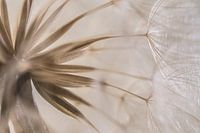 Natural forms of the heart of a Tragopogon