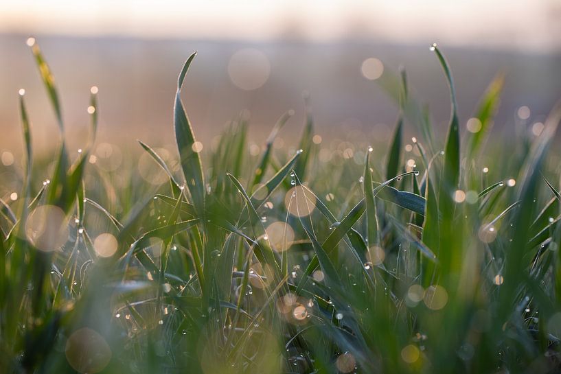 Drops in the grass by Carla Walk